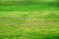 Natural Outdoor Grass Lawn Texture Background,.