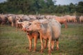 Natural overcast evening in the pasture buffalo Royalty Free Stock Photo