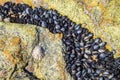 Natural oyster black shell shellfish on ocean shore beach