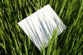 Natural painting from grass shadows on canvas. Blank canvas in the grass of a summer sunny field Royalty Free Stock Photo