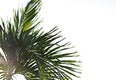 Natural palm leaves against blue sky in the background, with copy space