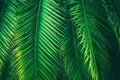 Natural Palm Leaves Background