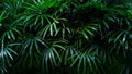 Natural palm leaves, tropical tree dark background