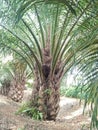 natural palm tree indonesia