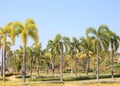 Natural palm tree park against clear blue sky background