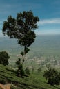 The natural panorama of the tea plantations in summer Royalty Free Stock Photo