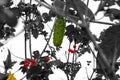 Brazen cucumber settled on the tree red viburnum Royalty Free Stock Photo