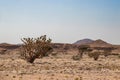 Natural Park of Frankincense Tree in Wadi Dawkah Royalty Free Stock Photo