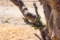 Natural Park of Frankincense Tree in Wadi Dawkah Royalty Free Stock Photo