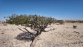 Natural Park of Frankincense Tree Wadi Dawkah