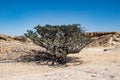 Natural Park of Frankincense Tree in Wadi Dawkah Royalty Free Stock Photo