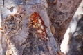 Natural Park of Frankincense Tree in Wadi Dawkah