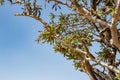 Natural Park of Frankincense Tree in Wadi Dawkah Royalty Free Stock Photo