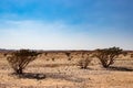 Natural Park of Frankincense Tree in Wadi Dawkah Royalty Free Stock Photo