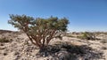 Natural Park of Frankincense Tree Wadi Dawkah