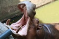 Hippopotamus open mouth