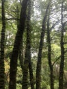 Summer in Ireland, nature and trees