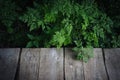 Natural park, a wooden board background and forest fern Royalty Free Stock Photo