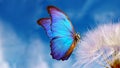 Natural pastel background. Morpho butterfly and dandelion. Seeds of a dandelion flower on a background of blue sky with clouds. Co