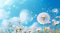 Natural pastel background. Morpho butterfly and dandelion. Royalty Free Stock Photo