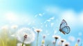 Natural pastel background. Morpho butterfly and dandelion. Seeds Royalty Free Stock Photo
