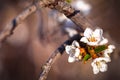 Natural pastel brown background. Felt cherry flowers. White flowers on a dry branch. Floral background in vintage style