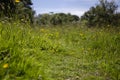 Natural path going through a wildflower and grass meadow.