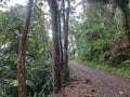 Natural path in the tropical forest with fallen leaf after rain