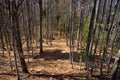 Natural path in the woods