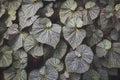 Natural Pattern Background of Decorative Silver Foliage of Begonia Plant