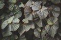 Natural Pattern Background of Decorative Silver Foliage of Begonia Plant in Dark Tone Color
