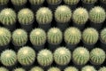 Natural pattern background of a row of large succulent cactus plants, round shape, and big yellow thorns in the flower pot. Use Royalty Free Stock Photo