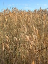 A natural pattern, a beautiful background of dry grass near a pond. The reed grows on the shore of the lake. Bright blue