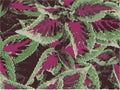 a natural pattern of Coleus plant Royalty Free Stock Photo