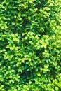 Natural pattern of green fence of buxus sempervirens. Lush boxwood leaves background. Royalty Free Stock Photo