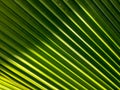 The natural pattern of green leaves is palm leaves