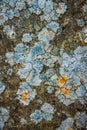 Natural pattern of lichen on the stone