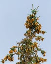 Numerous yellow fir cones on green spruce