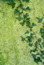 Natural pattern and texture formed on an old slab of stone covered in green mould, with a stem of Ivy. Royalty Free Stock Photo