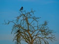Two ravens on dry tree on dark blue sky background Royalty Free Stock Photo