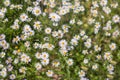 Natural patternt of blooming chamomille, common daisy field Royalty Free Stock Photo