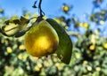 Natural pear fruit Royalty Free Stock Photo