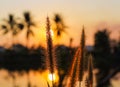 Natural Pennisetum  or hairy fountain grass with defocused blur background of sunset sky Royalty Free Stock Photo