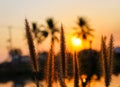 Natural Pennisetum  or hairy fountain grass with defocused blur background of sunset sky Royalty Free Stock Photo