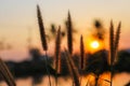 Natural Pennisetum  or hairy fountain grass with defocused blur background of sunset sky Royalty Free Stock Photo