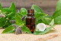 Natural peppermint essential oil in a glass bottle with fresh mint leaves on wooden background