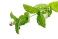 Natural peppermint