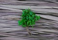 Natural peppermint stalks, bouquet with jute rope binding flat lay on dry palm leaf pattern texture background. Royalty Free Stock Photo