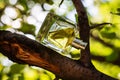 Natural perfume in a square bottle on green blurred background Royalty Free Stock Photo