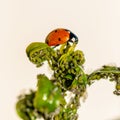Natural pest control: Detail of a ladybug eating an aphid